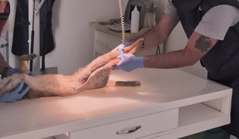 Ağır yaralı bulunan nesli tükenme tehlikesi altındaki “saz kedisi”, İzmir’de sağlığına kavuştu