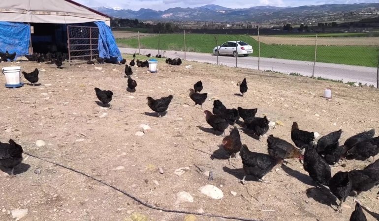Osmaniyeli besici “Maliyetlerden dolayı küçükbaş hayvancılığı bıraktık tavukçuluğa başladık bu da olmazsa civcivlere döneceğiz”