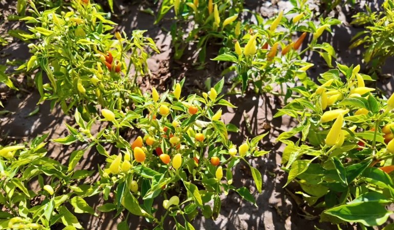 Bozok Üniversitesi Öğretim Üyesi Prof. Dr. Temel: “Acı biberli yemek yiyin, mutluluk hormonlarınız artsın”